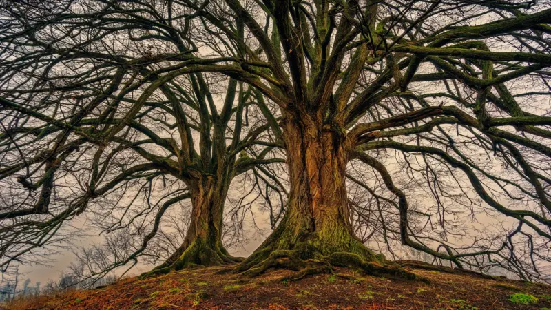 Nature